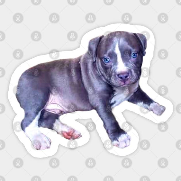 Cute Blue line pit bull dog puppy - with blue eyes Sticker by Artonmytee